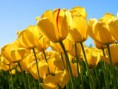 /album/fotogaleria-inicio/tulips-jpg/